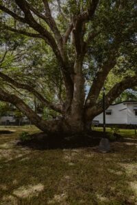 Lawn Services Riverview FL Mulching 2