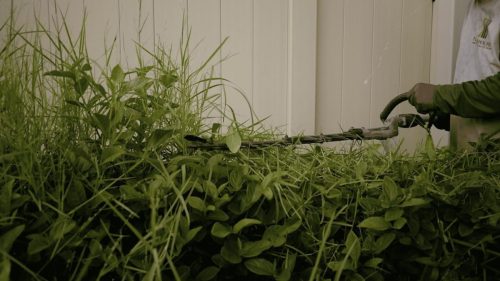Lawn Services Brandon FL 102