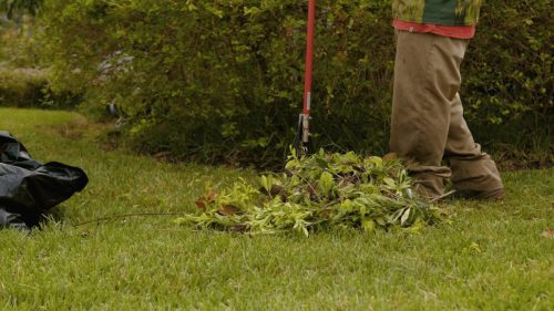 Lawn Services Brandon FL 107