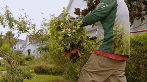 Lawn Services Brandon FL 108