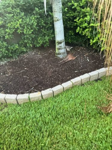 Lawn Services Brandon FL 1089