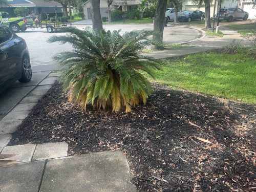 Lawn Services Brandon FL 1090