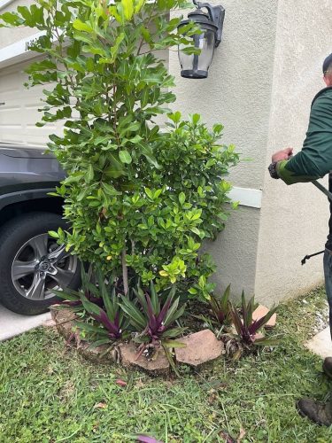 Lawn Services Brandon FL 1093