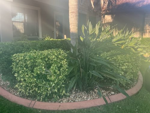Lawn Services Brandon Fl 1364