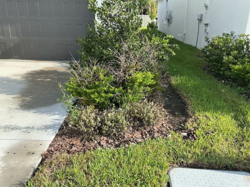 Lawn Services Brandon Fl 1434