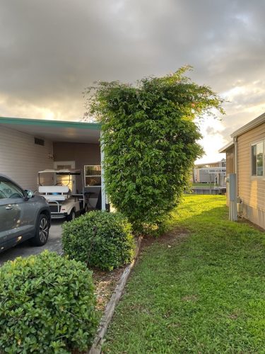 Lawn Services Brandon Fl 1705