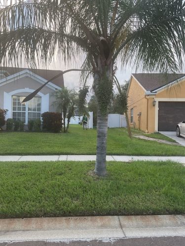 Lawn Services Brandon Fl 1760