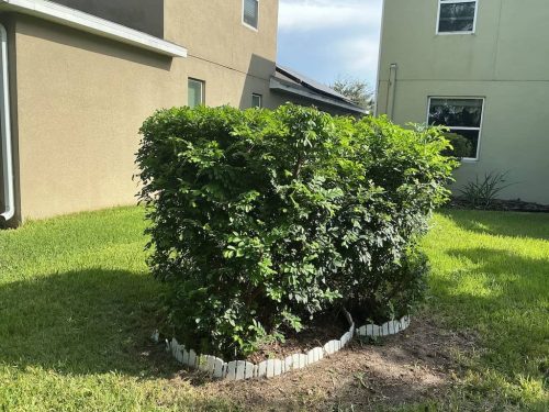 Lawn Services Brandon Fl 1784