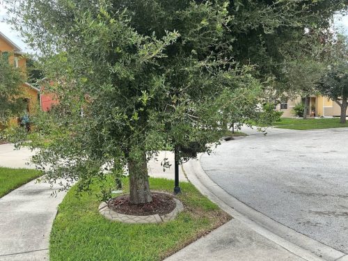 Lawn Services Brandon Fl 1849