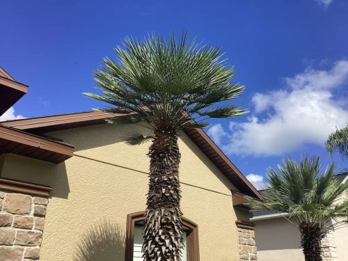 Lawn Services Brandon Fl 1931