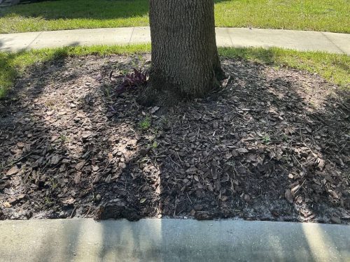 Lawn Services Brandon Fl 1949