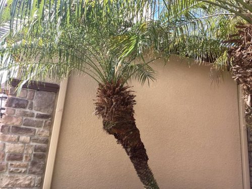Lawn Services Brandon Fl 1952