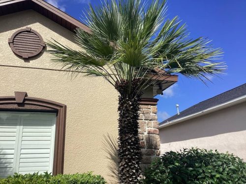 Lawn Services Brandon Fl 1997
