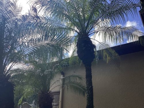 Lawn Services Brandon Fl 2007
