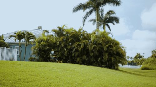 Lawn Services Brandon FL 207