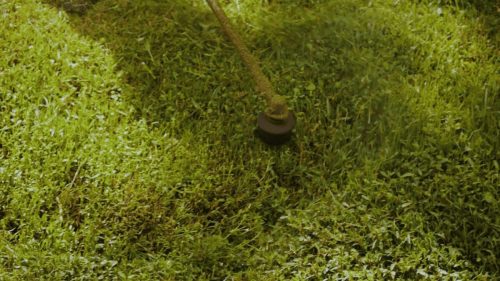 Lawn Services Brandon FL 274