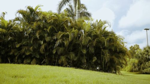 Lawn Services Brandon FL 355