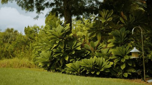Lawn Services Brandon FL 356