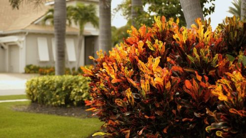 Lawn Services Brandon FL 358