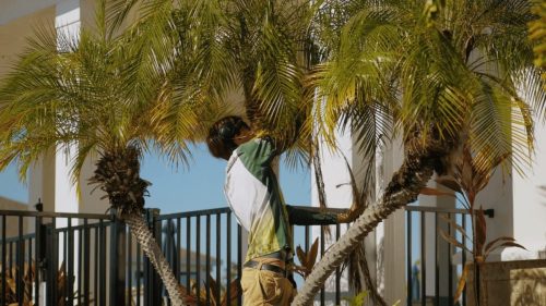 Lawn Services Brandon FL 376