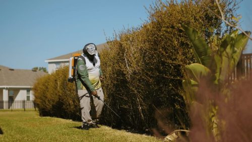Lawn Services Brandon FL 377