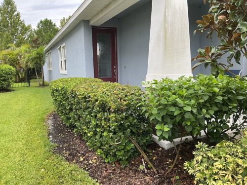 Lawn Services Brandon Fl 8.18.26 105