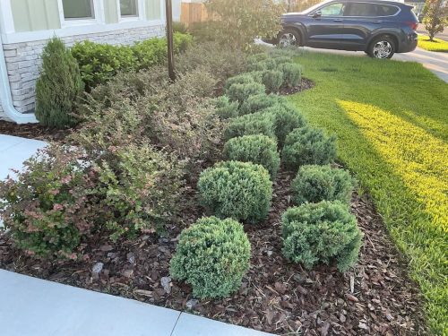 Lawn Services Brandon Fl 8.18.26 117