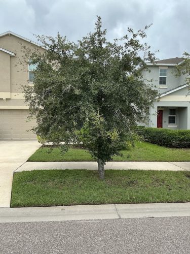Lawn Services Brandon Fl 8.18.26 52