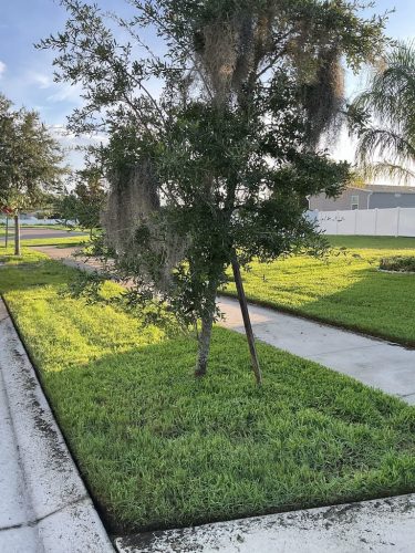 Lawn Services Brandon Fl 8.18.26 64