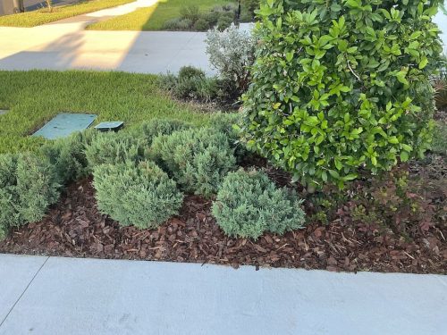 Lawn Services Brandon Fl 8.18.26 77