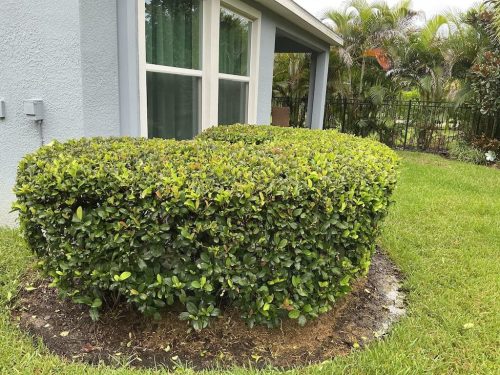 Lawn Services Brandon Fl 8.18.26 84
