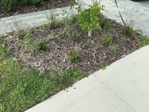 Lawn Services Brandon FL 8.3.26 11