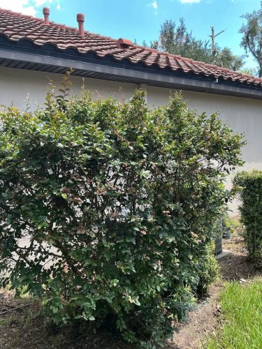 Lawn Services Brandon FL 8.3.26 13