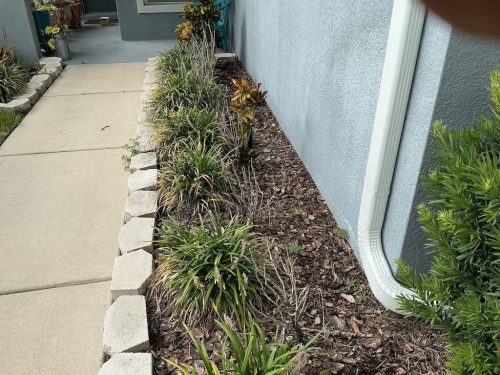 Lawn Services Brandon FL 8.3.26 15