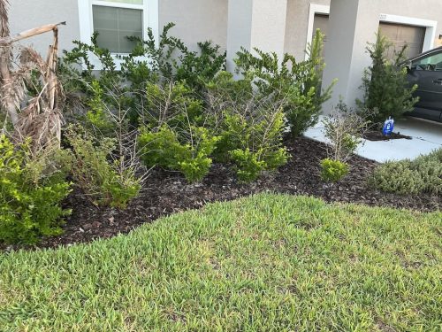 Lawn Services Brandon FL 8.3.26 25