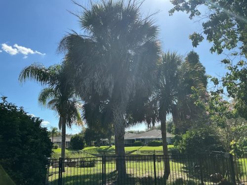 Lawn Services Brandon FL 8.3.26 33