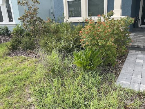 Lawn Services Brandon FL 8.3.26 43