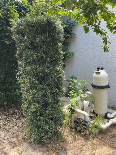 Lawn Services Brandon FL 8.3.26 48