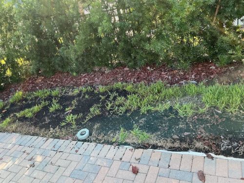 Lawn Services Brandon FL 8.3.26 52