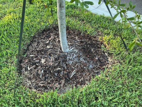 Lawn Services Brandon FL 8.3.26 56