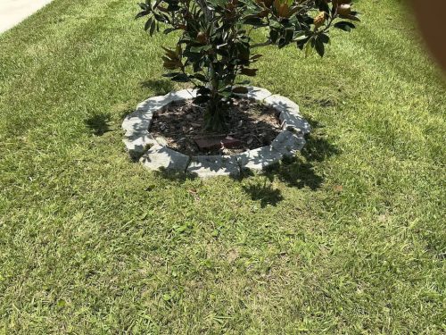 Lawn Services Brandon FL 8.3.26 65