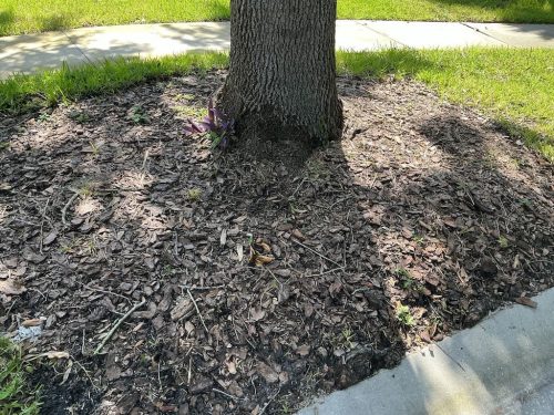 Lawn Services Brandon FL 8.3.26 76