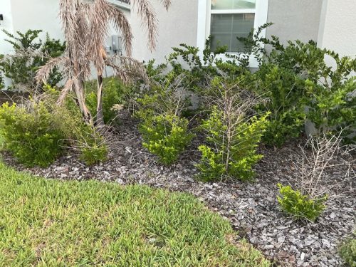 Lawn Services Brandon FL 8.3.26 8