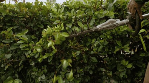 Lawn Services Brandon FL 96