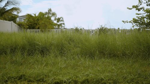 Lawn Services Brandon FL 99