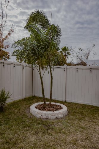Lawn-Services-Riverview-Fl-foxtail-palm-Riverview-Fl