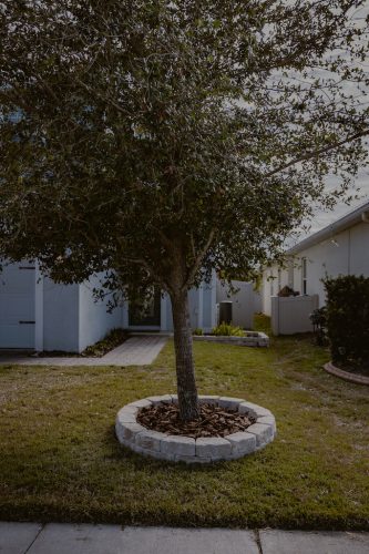 Lawn-Services-Riverview-Fl-oak-tree-mulch-Riverview-Fl