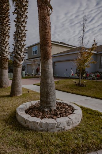 Lawn-Services-Riverview-Fl-palm-tree-mulch