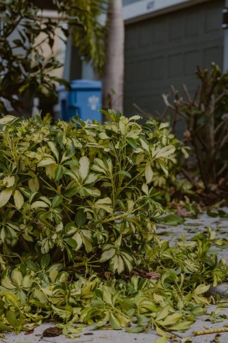 Shrub-Trimming-Apollo-Beach-Fl