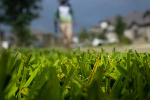 Top-Lawn-Pros-Lawn-Services-Riverview-Fl-008